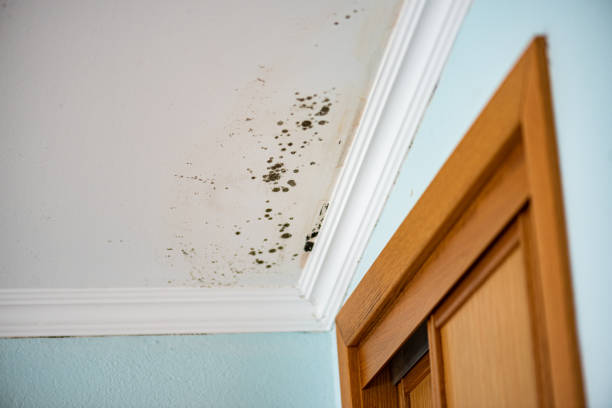 Best Toxic Mold Removal  in Summerde, AL