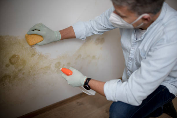 Best Office Mold Removal Services  in Summerde, AL